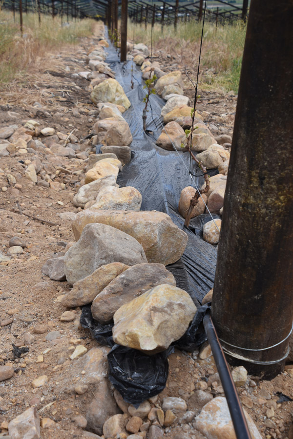 drip-irrigation